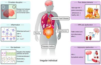 Irregular sleep and cardiometabolic risk: Clinical evidence and mechanisms
